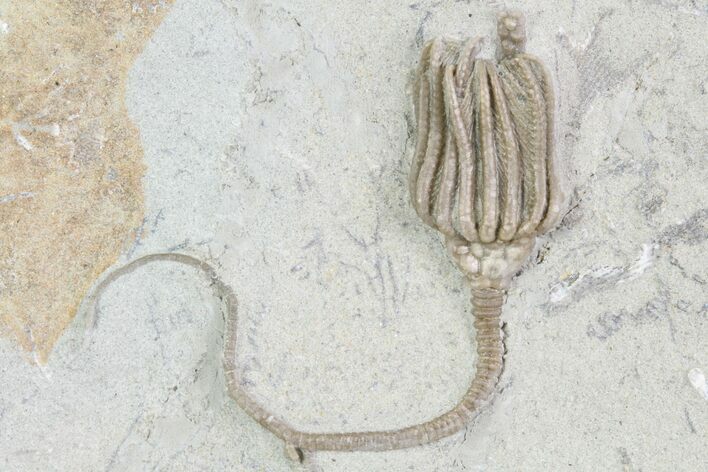 Detailed Crinoid (Macrocrinus) Fossil - Crawfordsville, Indiana #87967